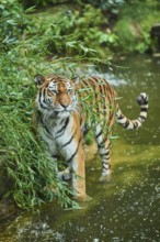 Siberian tiger (Panthera tigris altaica) standing on the waters edge, rainy, cat, captive, Germany,