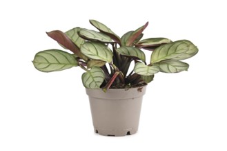 Small tropical 'Ctenanthe Burle Marxii Amagris' houseplant with dark green vein pattern isolated on