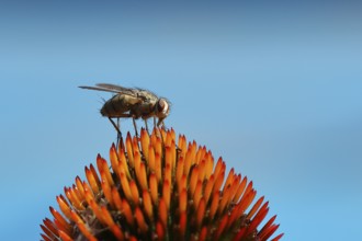 Grey flesh fly (Sarcophaga carnaria), on flower of a purple cone flower (Echinacea purpurea),