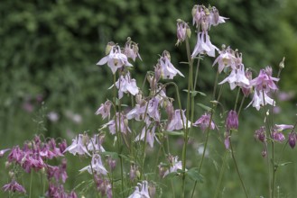 European columbine (Aquilegia vulgaris), Bavaria, Germany, Europe