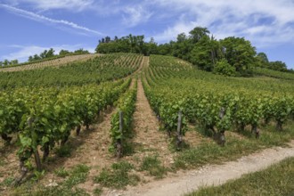 Vineyards near Vézelay, Yonne department, Bourgogne-Franche-Comté region, Burgundy, France, Europe