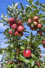 Red apples, ripe for the picking, Bodman-Ludwigshafen, Konstanz district, Baden-Württemberg,