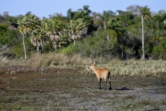 Pampas deer (Ozotoceros bezoarticus), male with velvet antlers, in Colonia Carlos Pellegrini,