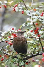 Blackbird (Turdus merula), female blackbird, autumn, Germany, Europe