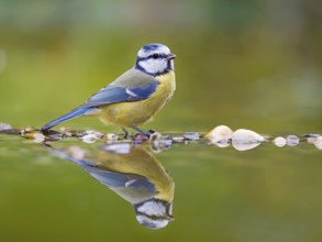 Blue tit (Cyanistes caeruleus), adult bird standing in shallow water, Solms, Hesse, Germany, Europe