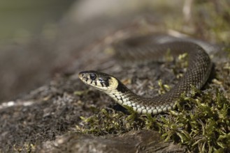 Grass snake on mossy tree trunk, Austria, Upper Austria, Europe