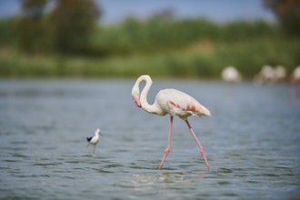 Greater Flamingo (Phoenicopterus roseus) walking in the water, Parc Naturel Regional de Camargue,