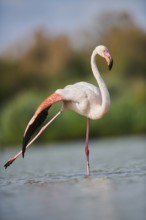 Greater Flamingo (Phoenicopterus roseus) standing in the water, stretching, Parc Naturel Regional