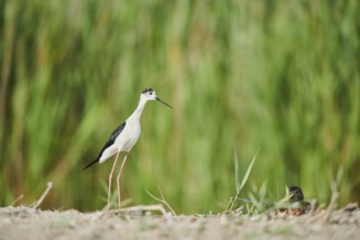 Black-winged stilt (Himantopus himantopus) standing on the ground, Camargue, France, Europe