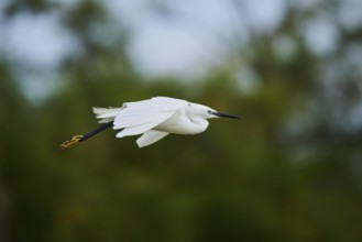 Great egret (Ardea alba), landing, Camargue, France, Europe