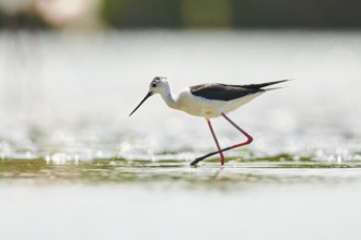 Black-winged stilt (Himantopus himantopus) walking in the water, Camargue, France, Europe