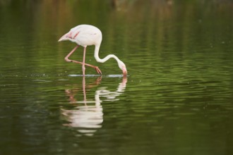 Greater Flamingo (Phoenicopterus roseus) walking in the water, Parc Naturel Regional de Camargue,