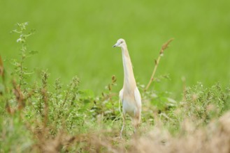 Squacco heron (Ardeola ralloides) in a rice field, hunting, ebro delta, Catalonia, Spain, Europe