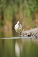 Eurasian spoonbill (Platalea leucorodia) standing in the water at the waters edge, Camargue,