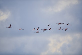 Greater Flamingos (Phoenicopterus roseus), flying in the sky at sunset, Parc Naturel Regional de