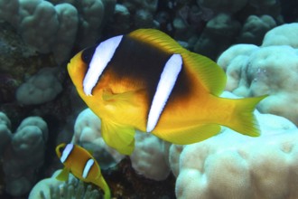 Red sea clownfish (Amphiprion bicinctus), dive site Shaab Claudia Reef, Red Sea, Egypt, Africa