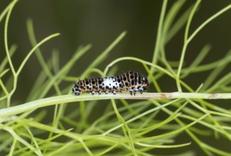 Young developmental stage of the swallowtail caterpillar, which resembles a pile of bird droppings