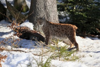 Carpathian lynx (Lynx lynx carpathicus), adult, in winter, in snow, alert, Bavarian Forest,