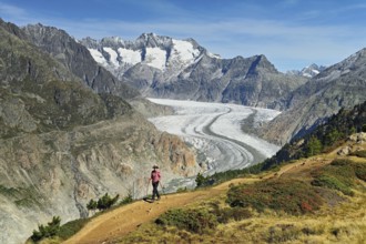 Hiker in front of the Great Aletsch Glacier, the heart of the Jungfrau-Aletsch-Bietschhorn UNESCO