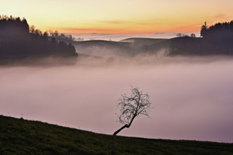 Tree in drumlin landscape in the fog, in the light of the setting sun, Hirzel, Canton Zurich,