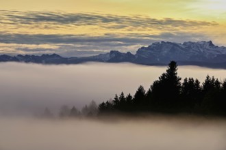 Forest shrouded in fog, the Alps in the background, Horben viewpoint, Lindenberg, Freiamt, Canton