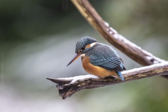 Common kingfisher (Alcedo atthis), Emsland, Lower Saxony, Germany, Europe