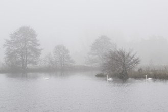 Mute swans (Cygnus olor) on a lake in the fog, Emsland, Lower Saxony, Germany, Europe