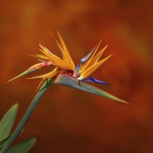 Flowering strelitzia (Strelitzia reginae)