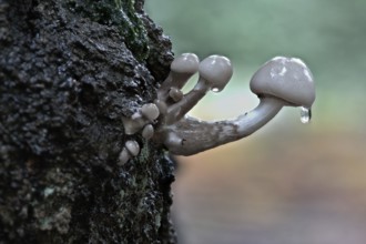 Porcelain fungi (Oudemansiella mucida), Emsland, Lower Saxony, Germany, Europe