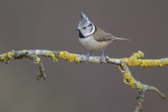 Crested Tit (Lophophanes cristatus), on a branch covered with yellow lichen, Biosphere Reserve,