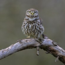 Little Owl (Athene noctua), calling male on dead apple tree branch, Biosphere Reserve, Swabian Alb,