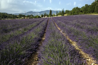 Lavender field, flowering true lavender (Lavandula angustifolia), Roumoules, Plateau de Valensole,