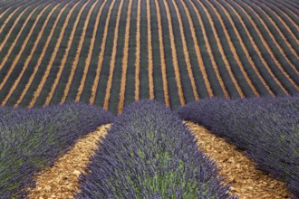 Wavy lavender field, flowering true lavender (Lavandula angustifolia), D56, between Valensole and