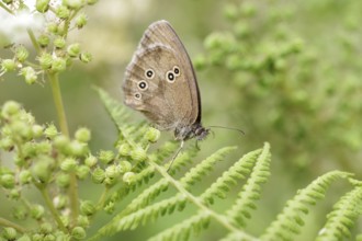 Butterfly, ringlet (Aphantopus hyperantus), butterfly, insect, fern, brown, wings, macro, close-up