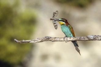 European bee friend (Merops apiaster) with a Mediterranean antlion (Palpares libelluloides) .