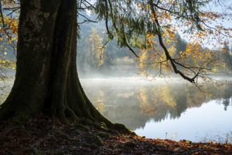 The Hengelesweiher pond in the Hengelesweiher nature reserve in autumn. A tree in the foreground.