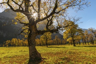 Engtal, Großer Ahornboden, Karwendel Mountains, Kalkalpen, Austria, Autumn-coloured sycamore maple