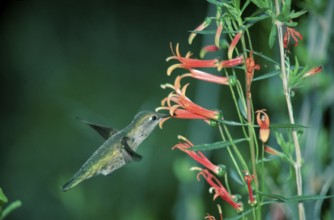 Anna's hummingbird (Calypte anna), female, Arizona, USA, Anna's Hummingbird, Sonoran Desert,