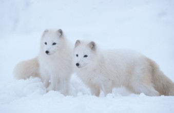 Arctic Foxes (Alopex lagopus) (Vulpes lagopus), pair