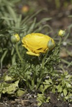 Buttercup (Ranunculus asiaticus)