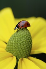 Seven-spott ladybird (Coccinella septempunctata), Europe, Other animals, Insects, Ladybird beetle,