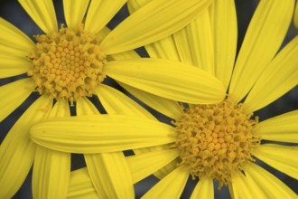 Yellow daisies (Euryops pectinatus)