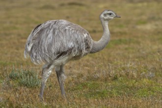 Lesser rhea (Pterocnemia pennata), Patagonia, Chile, South America