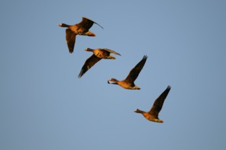 White-fronted Geese, Lower Rhine, North Rhine-Westphalia, Germany, Europe