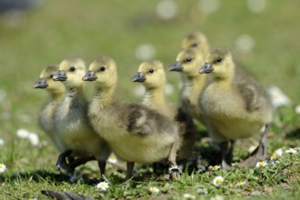 Greylag geese (Anser anser), Gössel, Germany, Europe