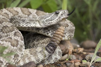 Prairie rattlesnake (Crotalus viridis) tongues, tongues, tongues