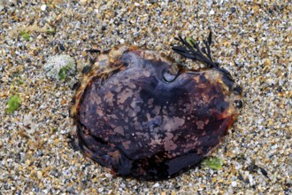 Lion's mane jellyfish (Cyanea capillata), hair jelly washed ashore on beach, Brittany, France,