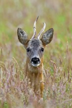 European roe deer (Capreolus capreolus) with deformed antlers in a maize field in June