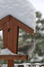 Eurasian collared doves (Streptopelia decaocto), pigeons, animals, birds, Eurasian collared dove on