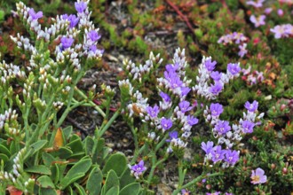 Rock sea lavender, dwarf sea lavender (Limonium binervosum) in flower